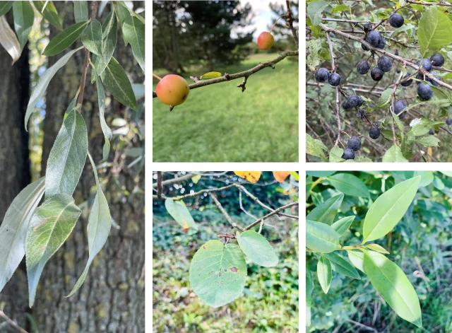 Themenpaket - "Eine Oase für die Schmetterlinge"