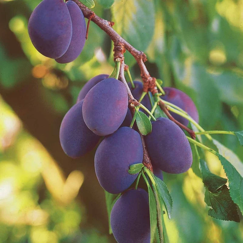 Pflaume ‘Quetsche d’Alsace’