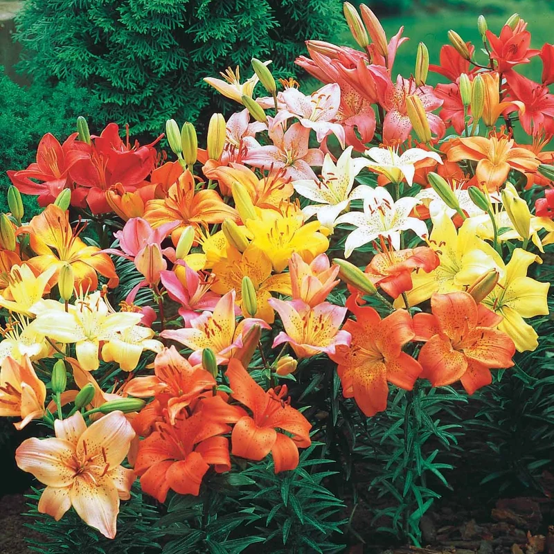 Asiatische Lilie 'Mid-Century'