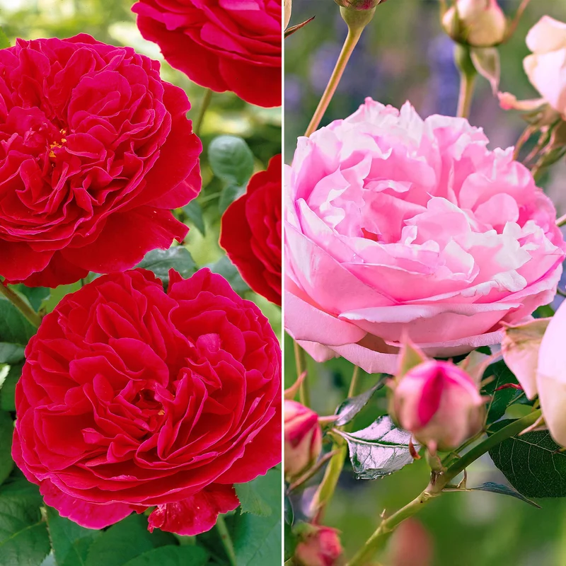 Floribunda-Rosen Kollektion (x2)