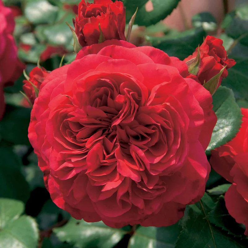 Floribunda-Rosen Kollektion (x2)