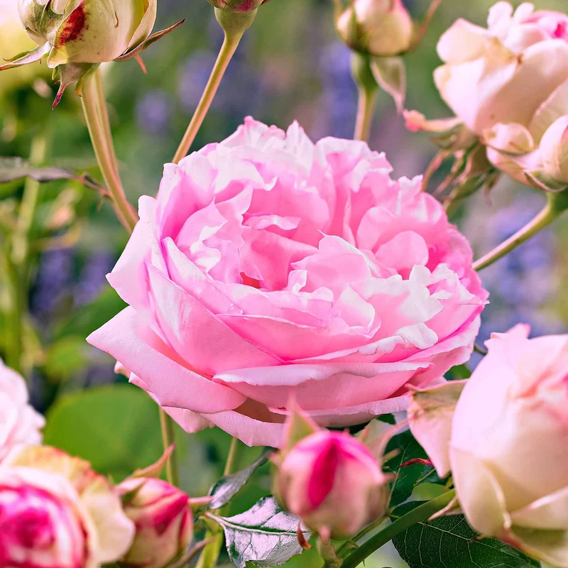 Floribunda-Rosen Kollektion (x2)