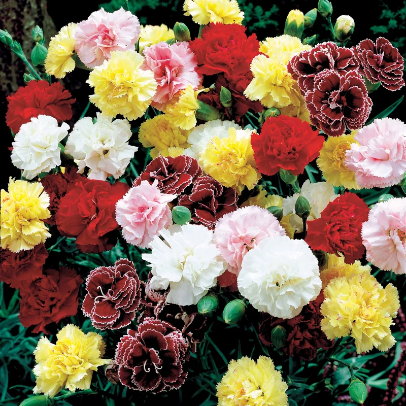 Gartennelken Triumph Mischung (x6)