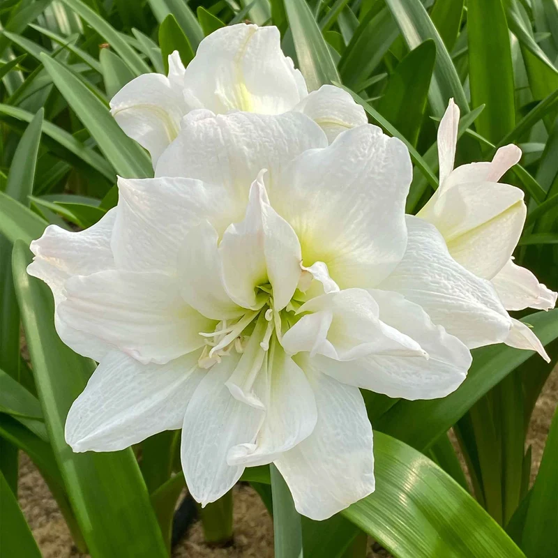 Ritterstern 'White Nymph'
