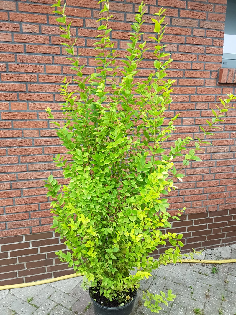 Goldliguster - Ligustrum ovalifolium ‘Aureum’