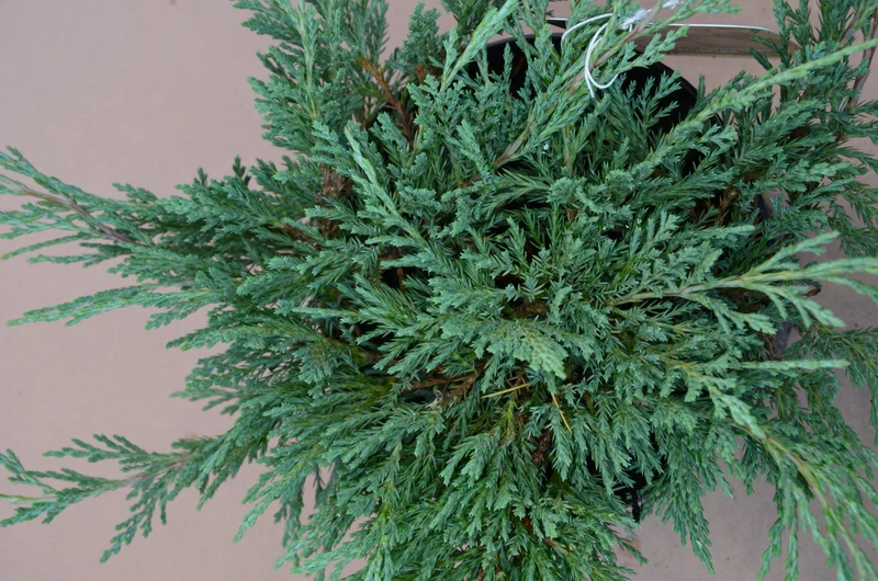 blauer Teppichwacholder