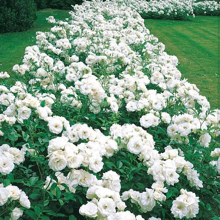 Floribundarose ‘Princesse de Galles®’