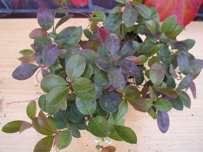 immergrüne Scheinbeere Gaultheria procumbens