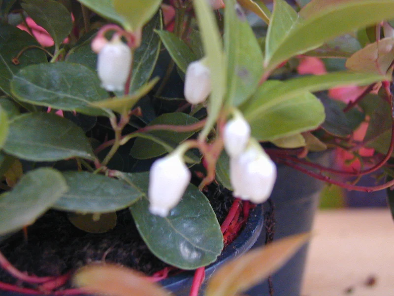 immergrüne Scheinbeere Gaultheria procumbens