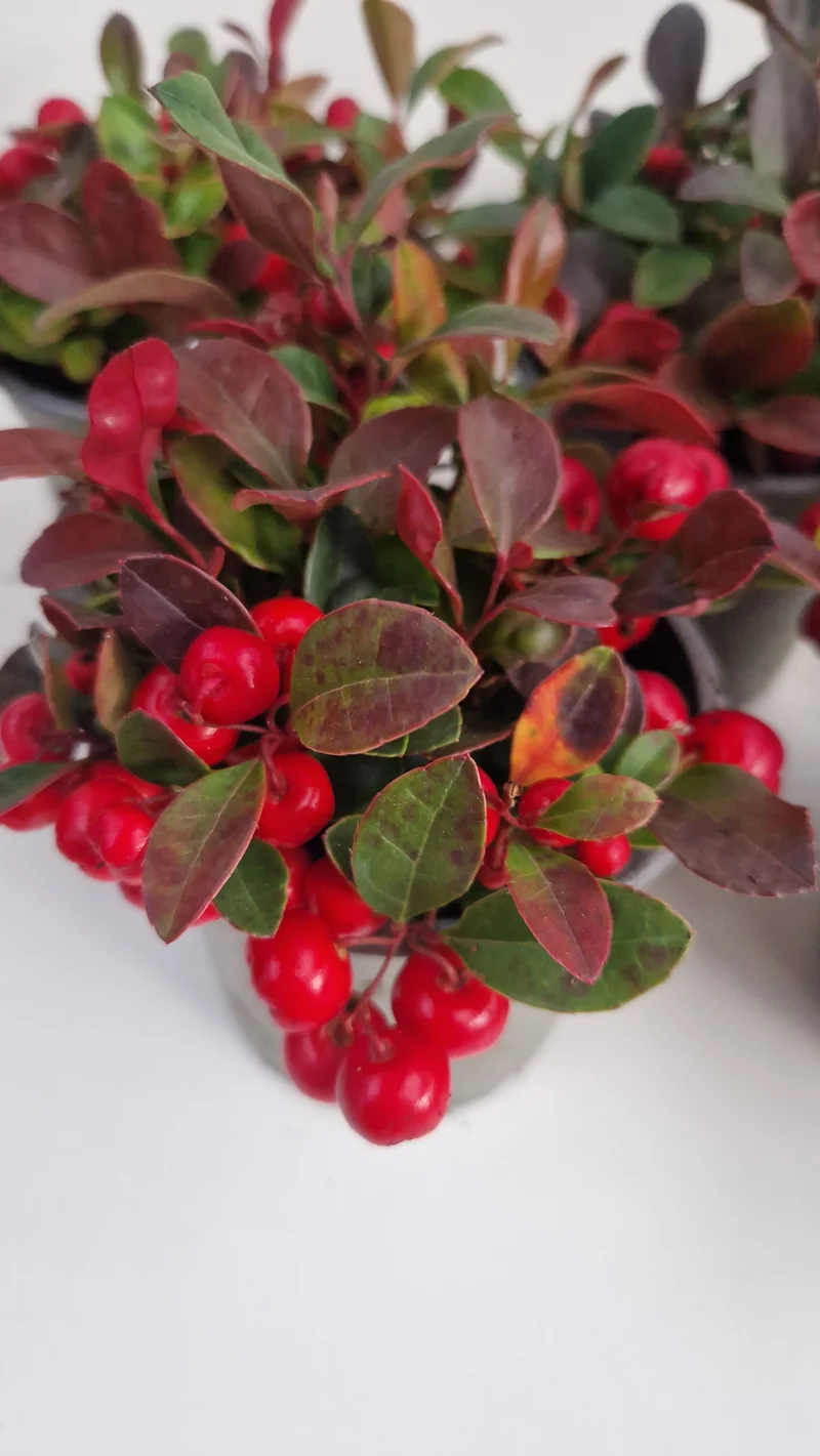 immergrüne Scheinbeere Gaultheria procumbens