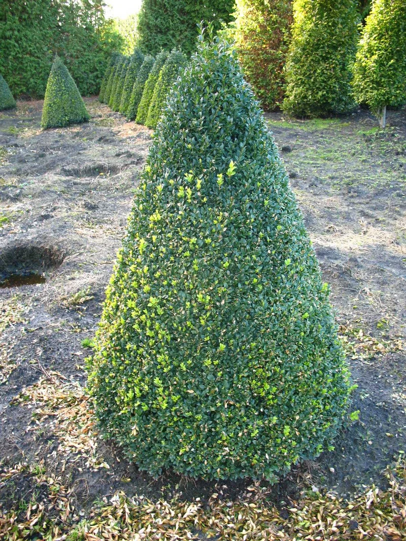 Buchsbaum Kegel Buxus sempervirens arborescens