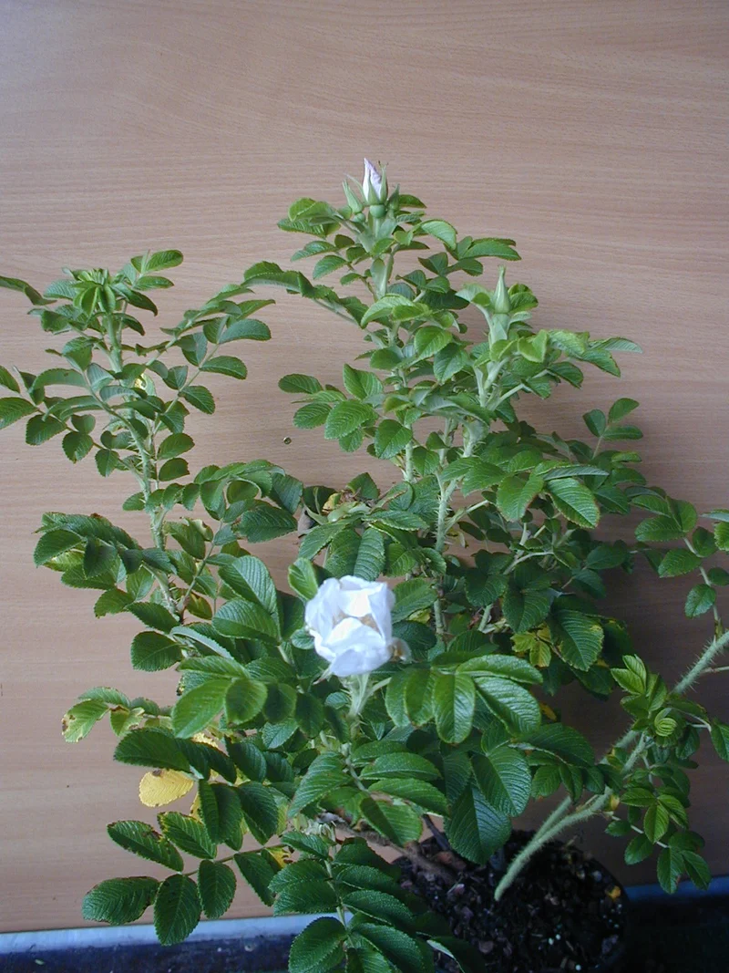 Hagebutte Rosa rugosa Alba
