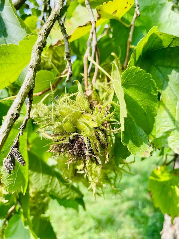 Themenpaket - "Heimische Wildsträucher"
