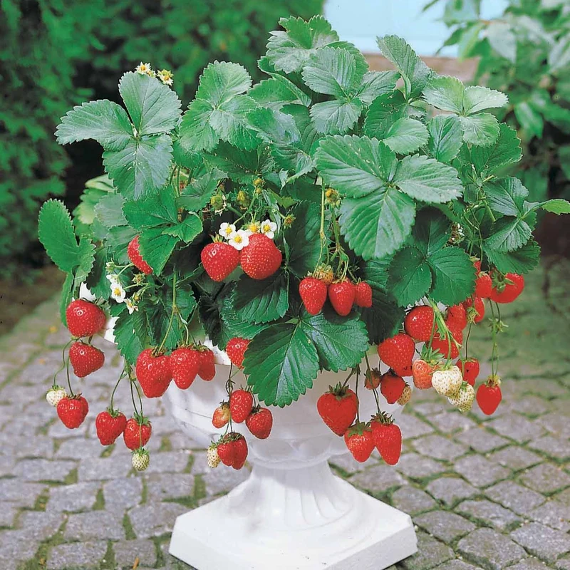 Erdbeere Maestro ® VOC 89.98.1