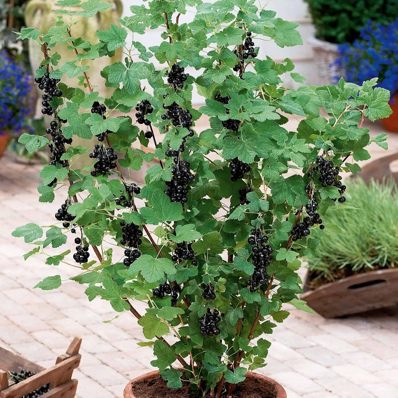 Schwarze Johannisbeere Neva ® Chereshnevas (x2)