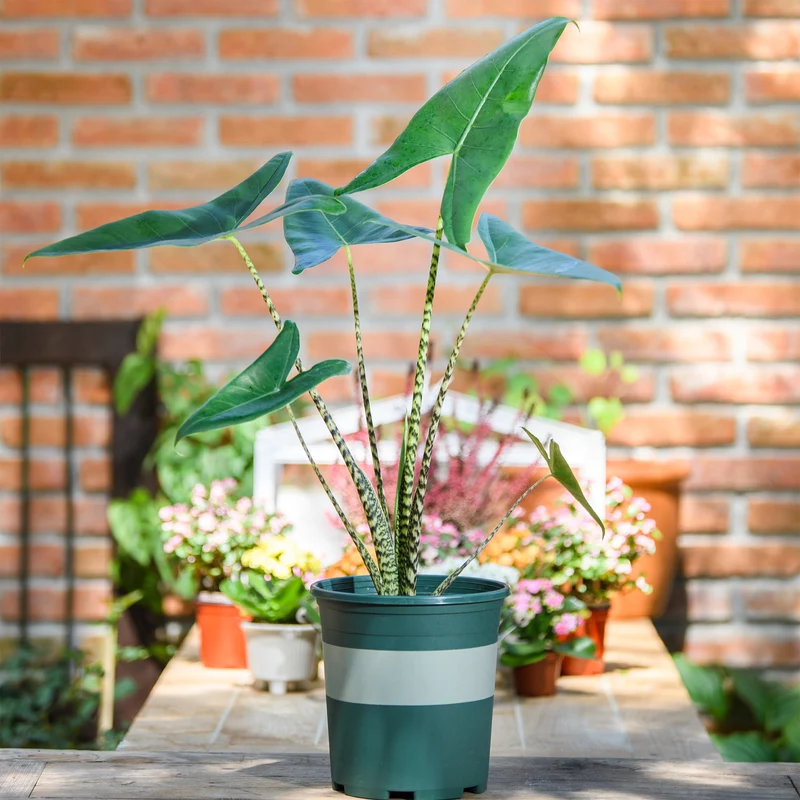 Zebraplant