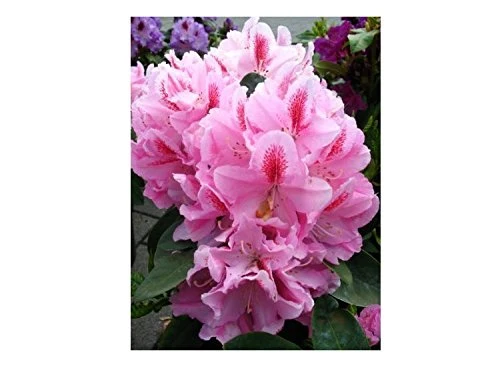 Alpenrose Furnivall's Daughter INKARHO