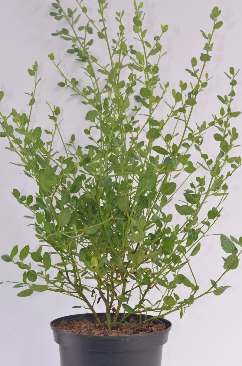 immergrüne Säckelblume