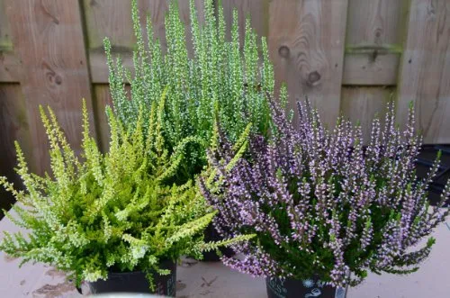 Sommerheide Calluna vulgaris Beauty Ladies ® Mix aus drei kräftigen Pflanzen 15 - 20 cm hoch im 1,2 L Pflanzontainer