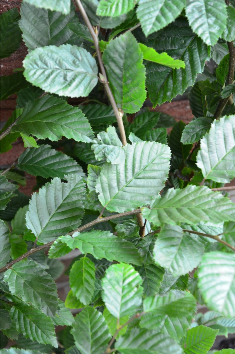 Hainbuche Weißbuche