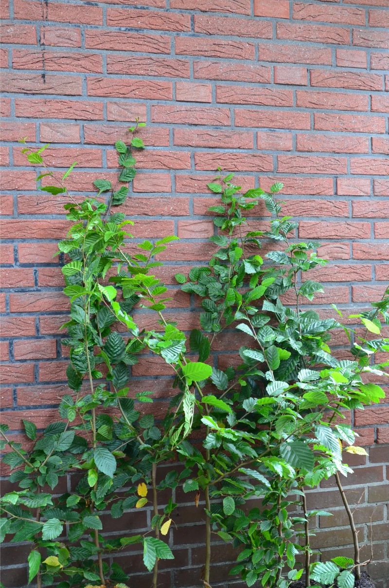 Hainbuche Weißbuche