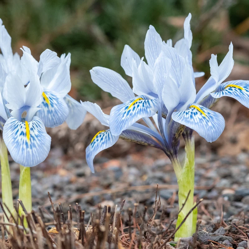 Netziris ‘Katherine Hodgkin’ (x10)