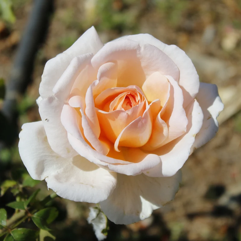 Strauchrose Malaga ®