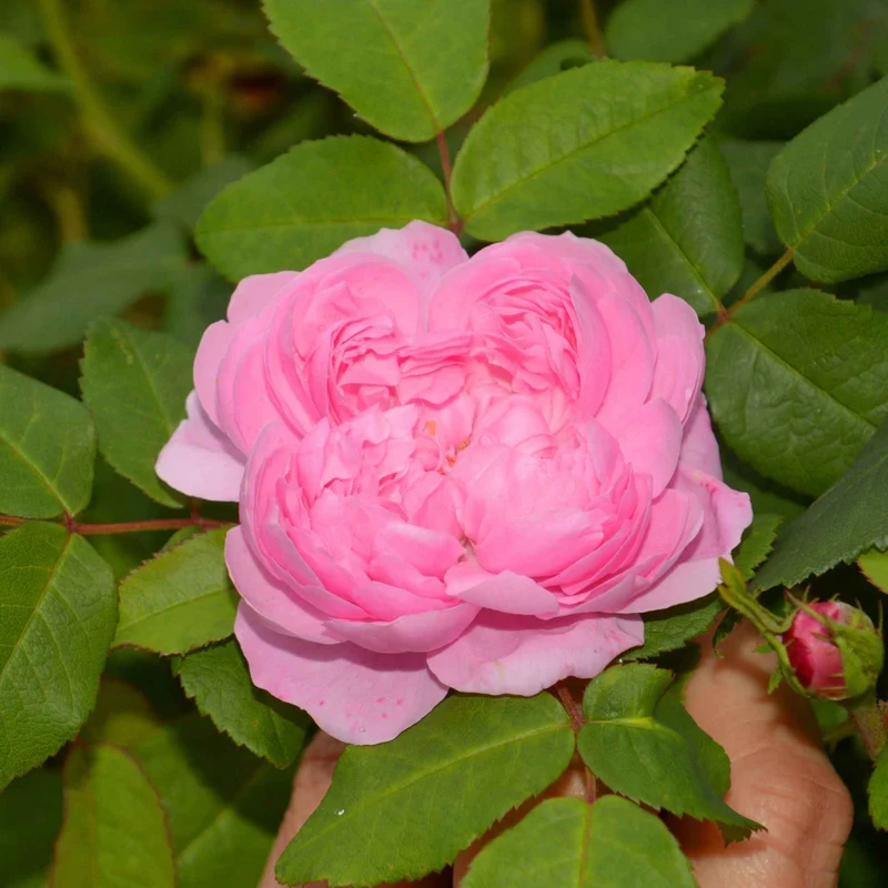 Historische Rose ‘Comte de Chambord’