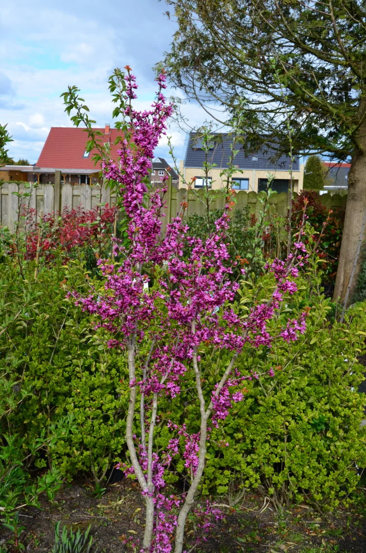 chinesischer Judasblattbaum Avondale