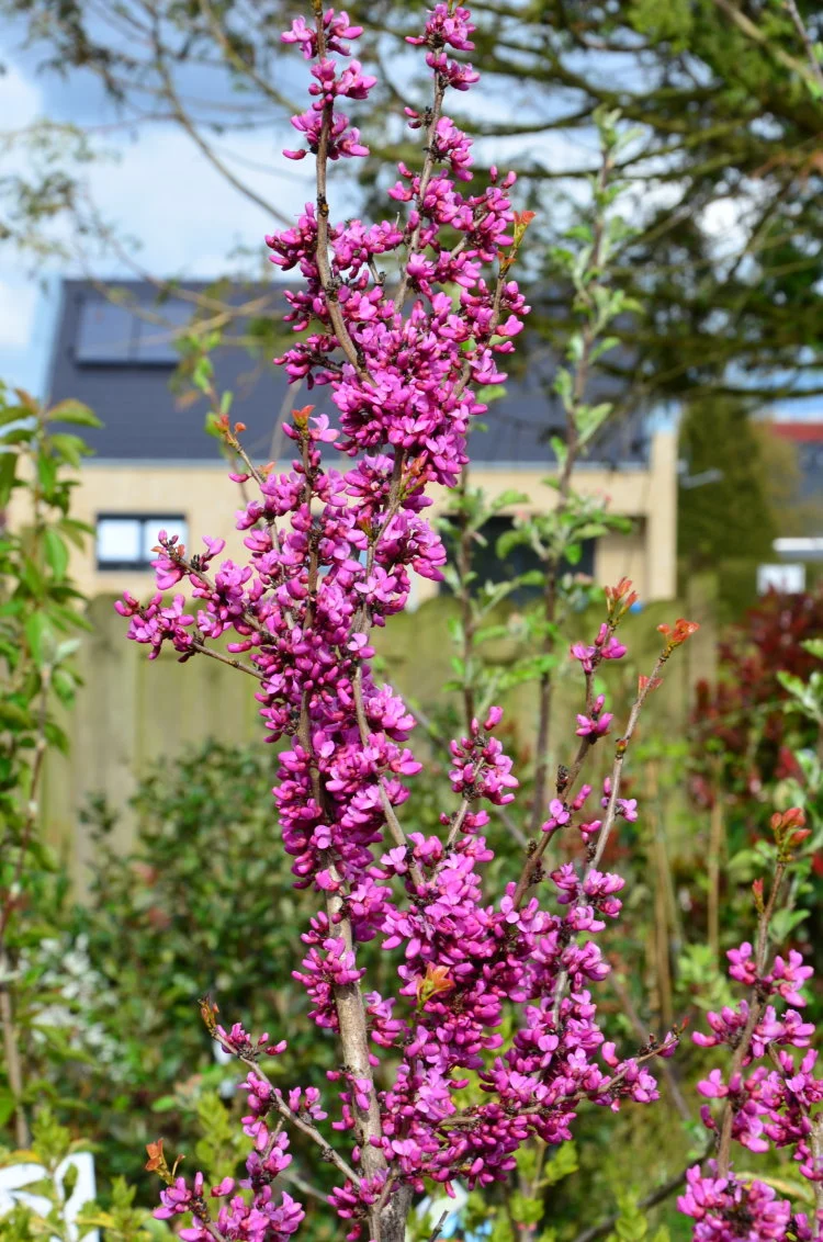 chinesischer Judasblattbaum Avondale