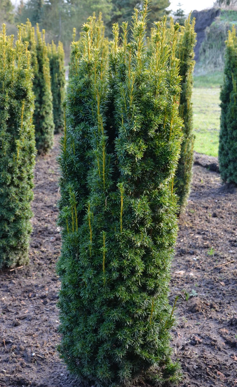 gelbe Säuleneibe - Taxus baccata Fastigiata Aureomarginata