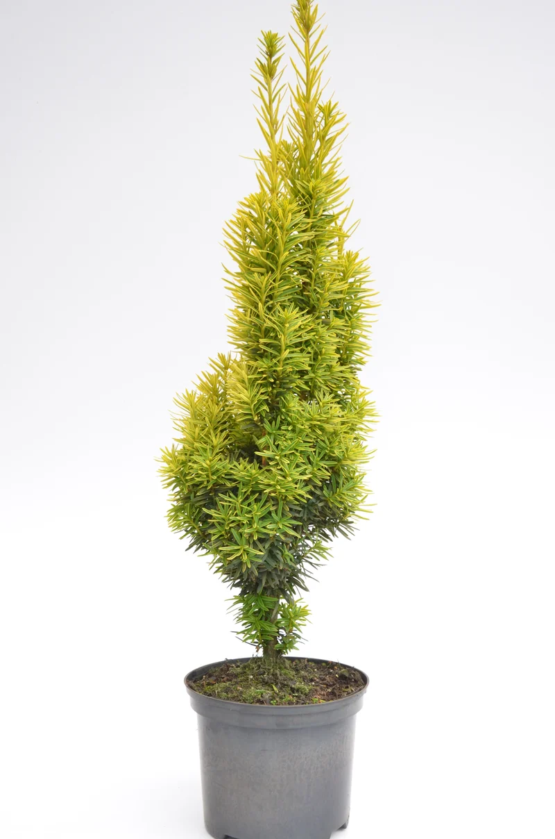 gelbe Säuleneibe - Taxus baccata Fastigiata Aureomarginata
