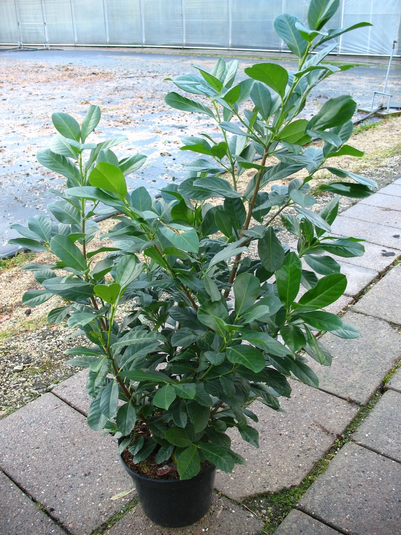 immergrüner Kirschlorbeer Etna -R- Prunus laurocerasus