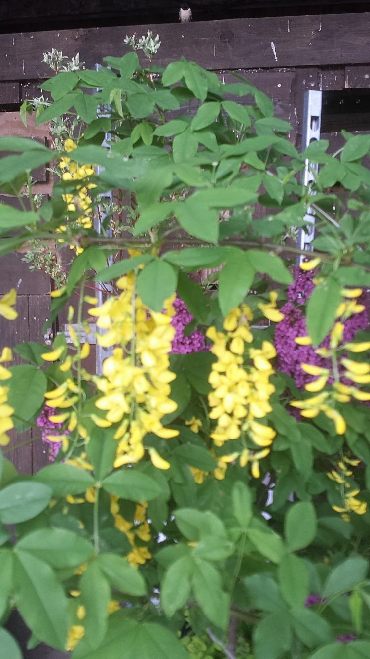 Goldregen Laburnum watereri Vossii