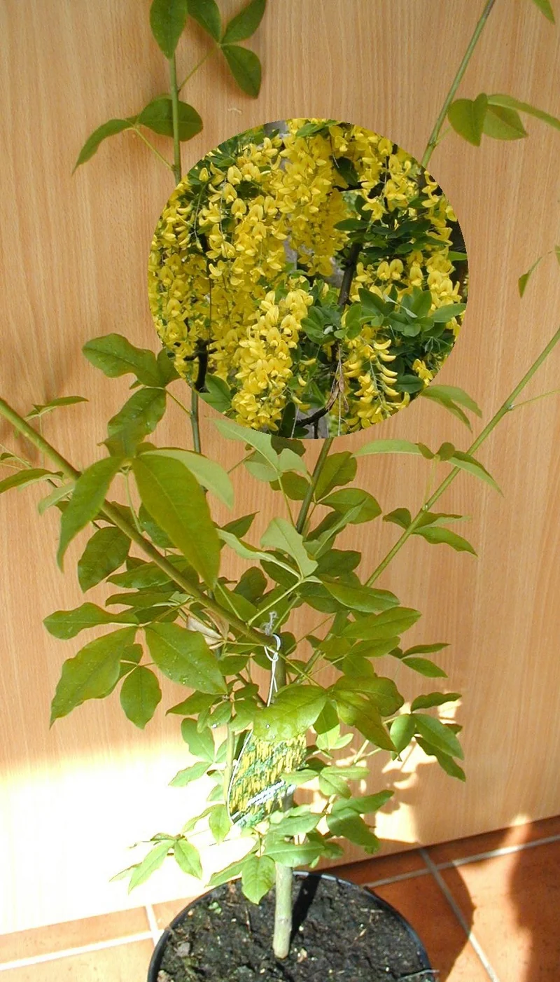 Goldregen Laburnum watereri Vossii
