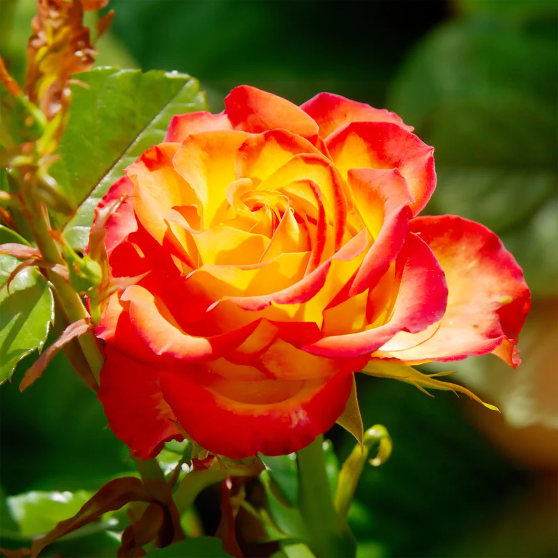 Zweifarbige Strauchrose