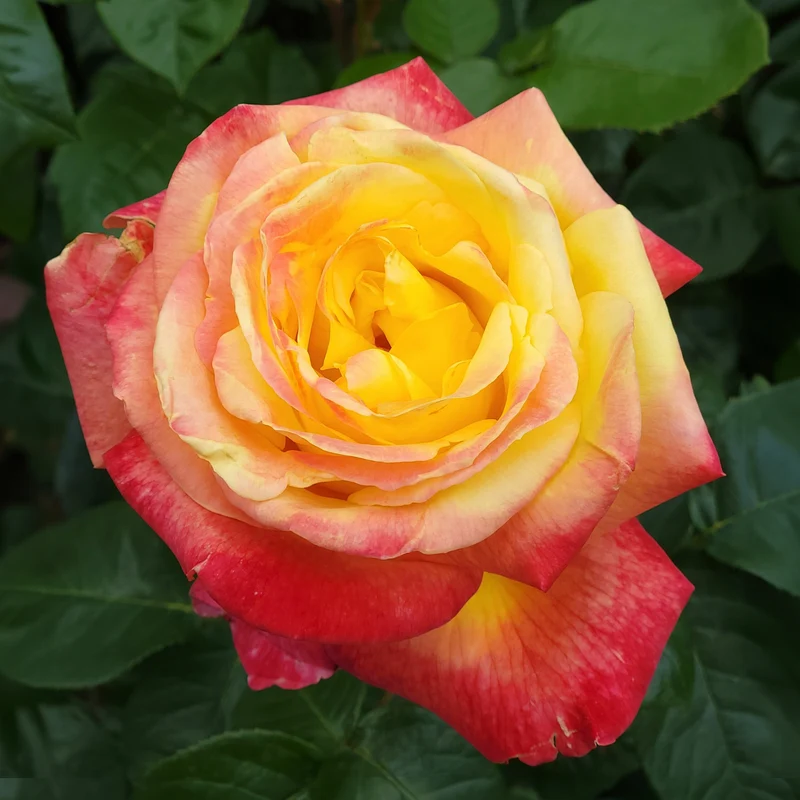 Zweifarbige Strauchrose