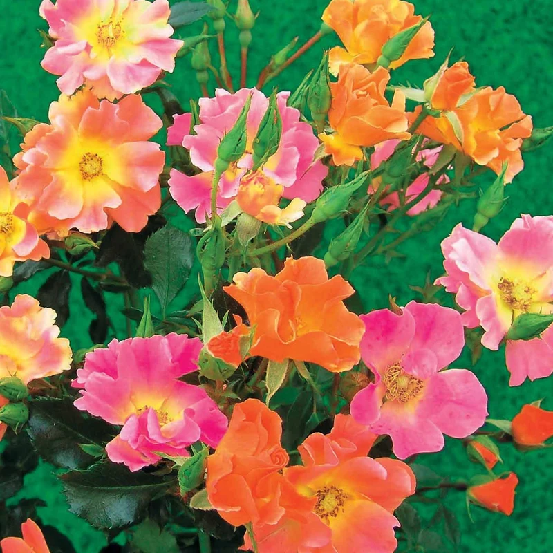 Bodendeckerrosen Mischung (Happy Chappy + Mirato) (x6)