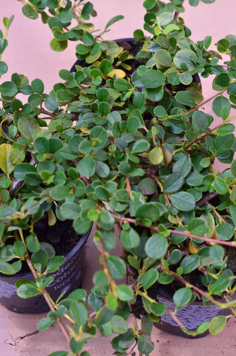 Zwergmispel Cotoneaster dammeri Streibs Findling