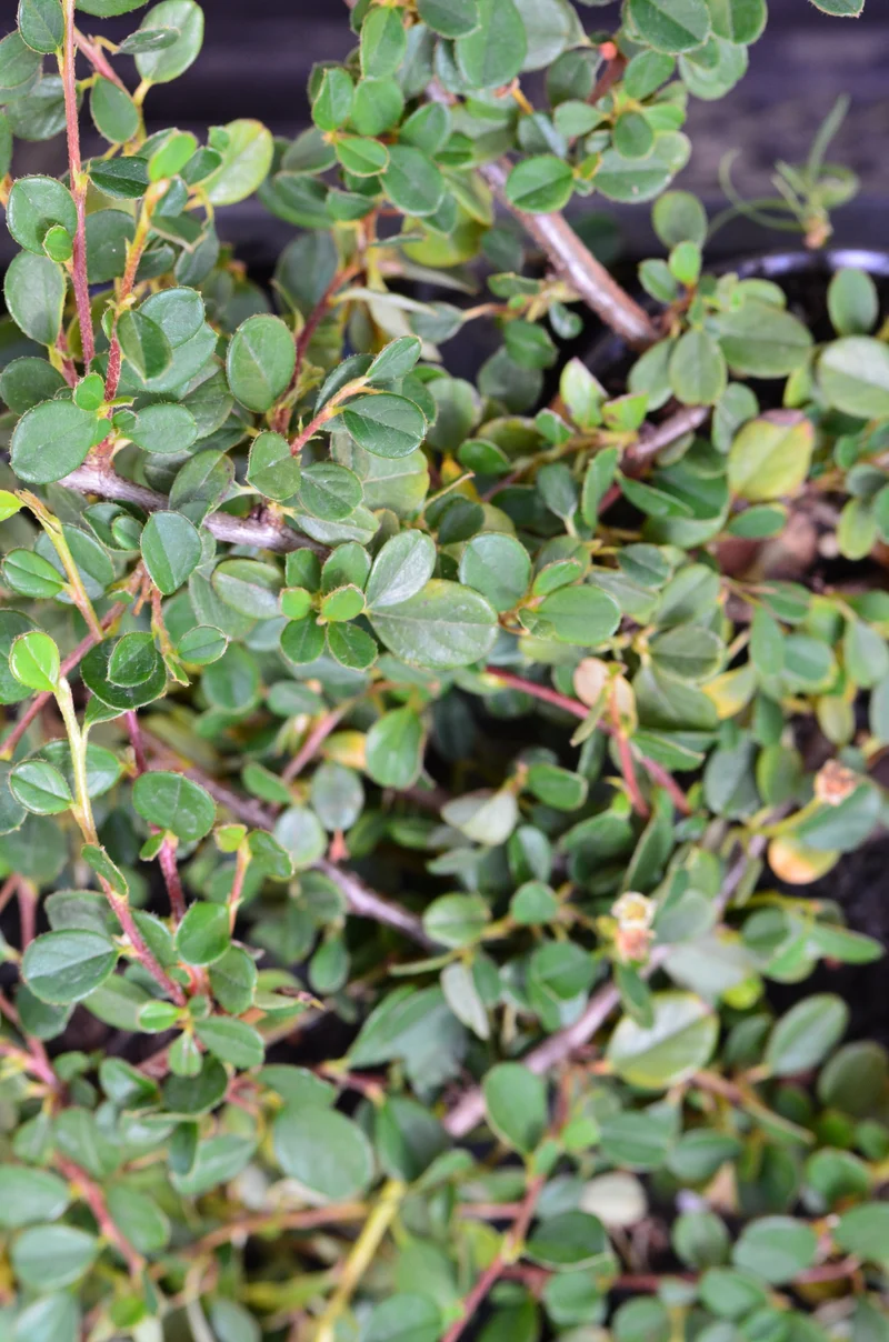Zwergmispel Cotoneaster dammeri Streibs Findling