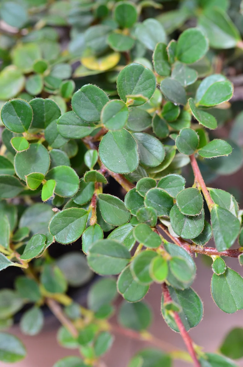 Zwergmispel Cotoneaster dammeri Streibs Findling