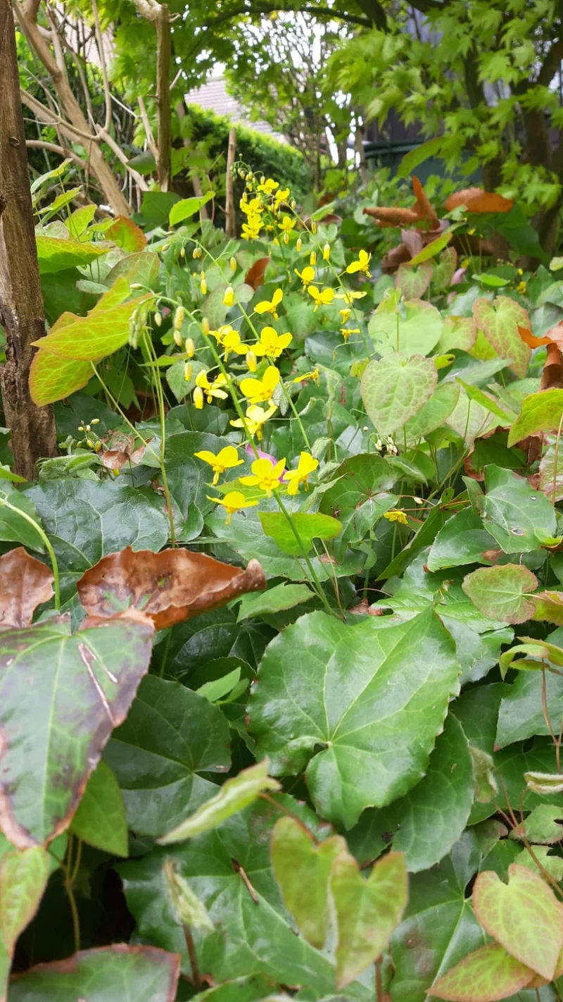 Immergrüne Elfenblume - 5er Set im Topfballen
