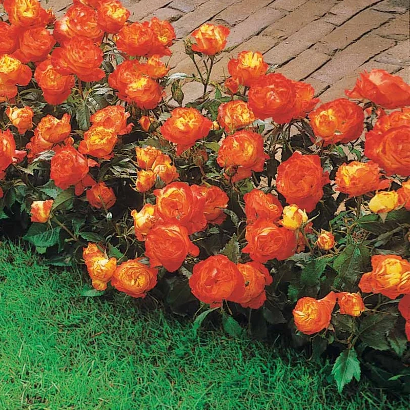 Polyantha-Rose ‘Harlequin’