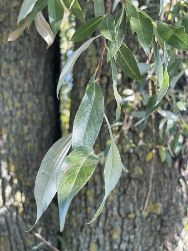 Silberweide - Wurzelware