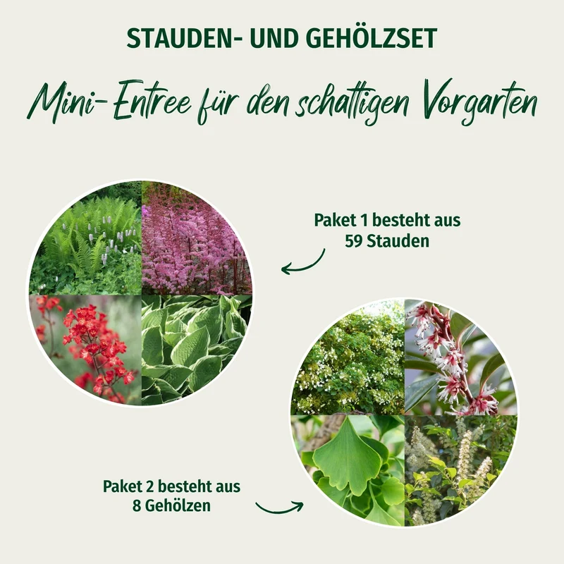 Paket 2 von 2 "Mini-Entree für den schattigen Vorgarten"