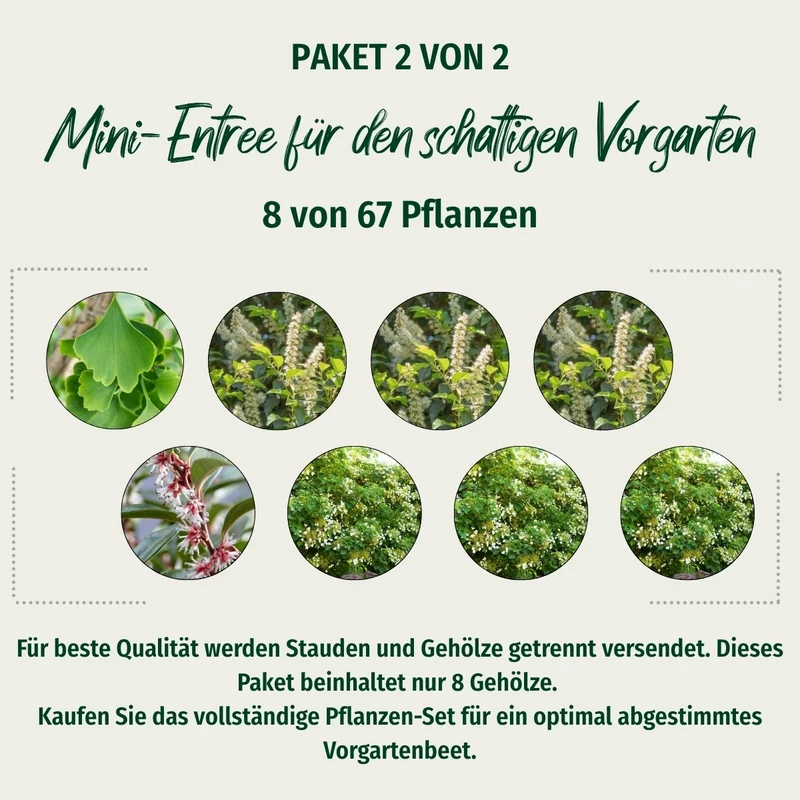 Paket 2 von 2 "Mini-Entree für den schattigen Vorgarten"