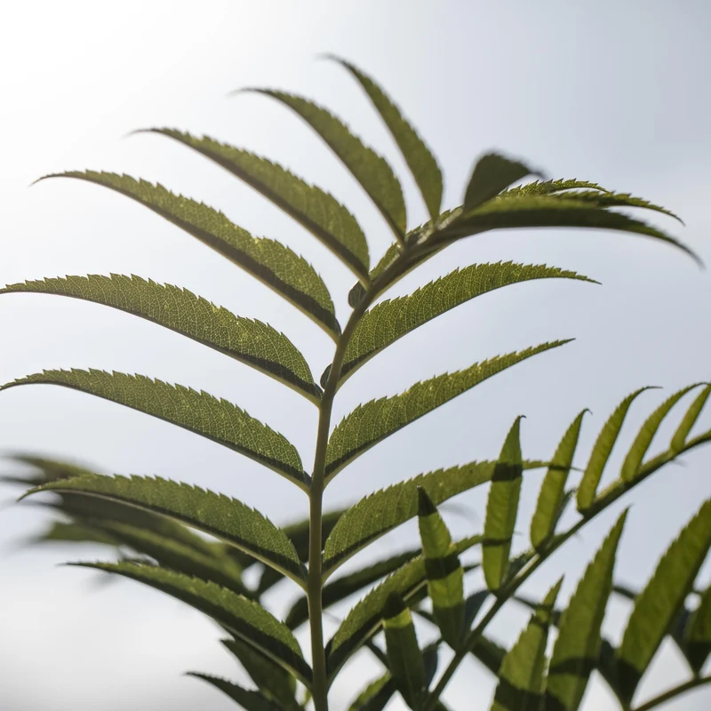 Eberesche 'Ulong'