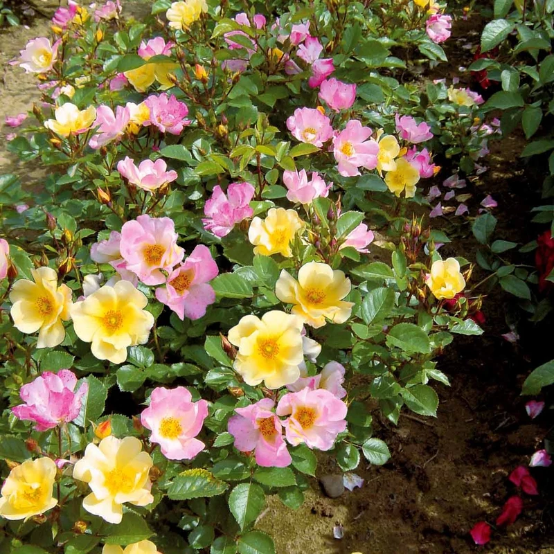 Kollektion Bodendeckerrosen (Happy Chappy + Wonderland) (x6)