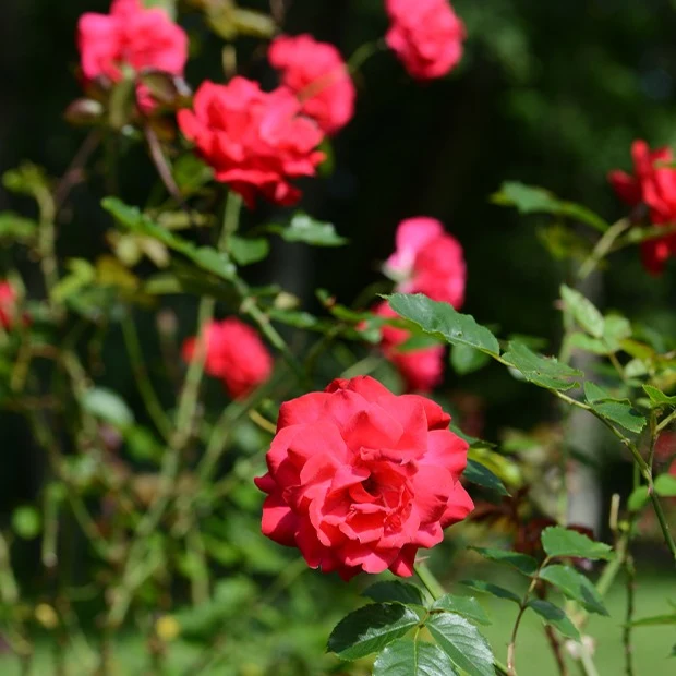 Strauchrose Shalom ®