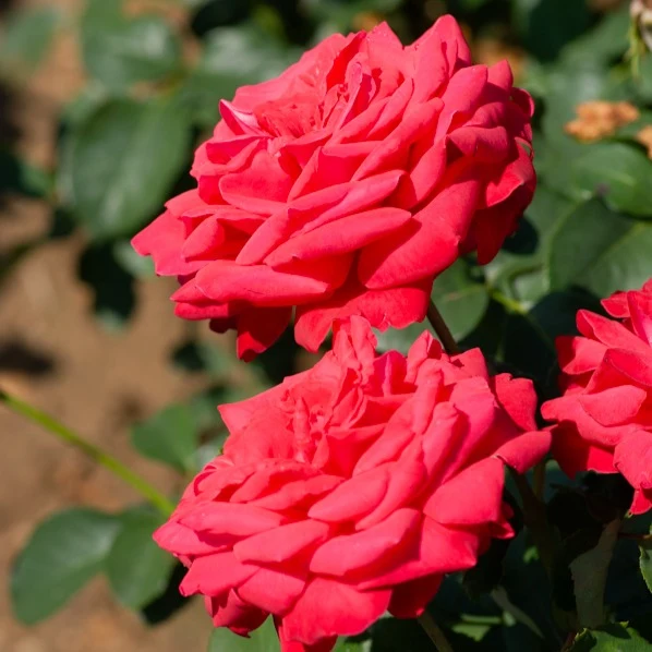 Stammrose ‘Dame de Cœur’